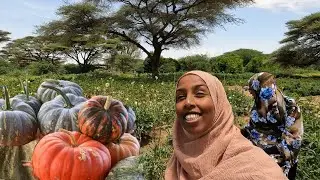 WE FOUND PUMPKINS | FARM TOUR 1hr outside of Hargeisa Somaliland 2024