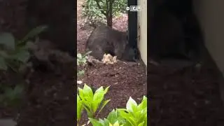 Woman helps raccoon mom reunite with babies