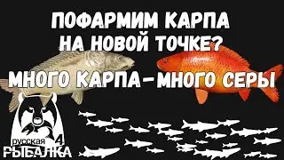 Очень рабочая точка на карпа! Всем рекомендую! Озеро янтарное. Русская рыбалка 4.