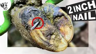 EXTRACTING a HUGE, RUSTY NAIL from COW's PAINFUL HOOF