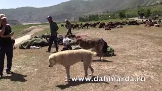 Чабаны из селения Чимгилиш Кабадиянского района по пути в Рашт