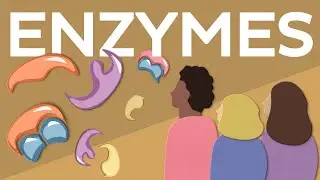 Why are enzymes so important?