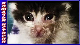 Спасение Бездомного Крошечного Котенка 340 граммов. Котенка бросила мама. Наш новый член семьи.