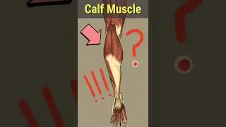 Calf Muscle #anatomy #animation #shortvideo #shorts #shortfeed