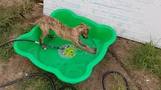 Pippa playing in the pool (11w6d)