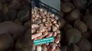 Хорошая луковица-отличный результат