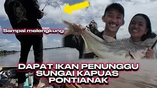 IKAN PREDATOR DI SUNGAI KAPUAS PONTIANAK || 