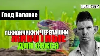 Глад Валакас - Покупаю геккончиков и черепашек для секса !