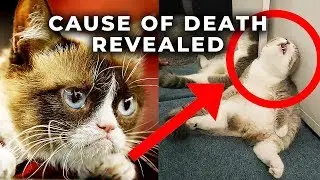 Grumpy Cat Death - The Disturbing Truth