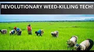 Revolutionary Tech to Kill Weeds in Rice & Wheat Fields! | The Knowledge Emporium