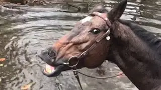 Horse Grins And Farts After Playing In Water - 1171936