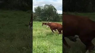 Когда мама позвала  #герефорд #корова #cow #животные #animals #бег #забег #старт #ферма #весело #крс