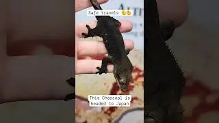 Have a good trip little fella!!#altitudeexotics #crestedgecko #charcoal #exoticpets #reptilebusiness