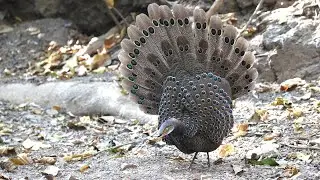 Dance of the Grey Peacock Pheasant | Polyplectron bicalcaratum