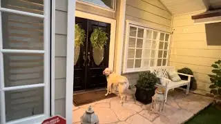 Ringing Neighbor’s Doorbell Is The Highlight Of This Dog’s Day #dog #cute #funny