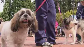 Happening soon: Humane Society for SW Washingtons Walk/Run for the Animals