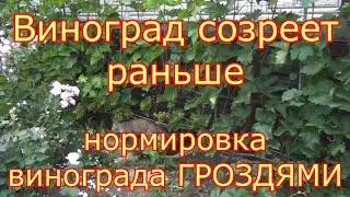 Виноград созреет раньше. НОРМИРОВКА ГРОЗДЯМИ