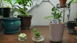 Growing Organic Celery Indoors to Full Maturity