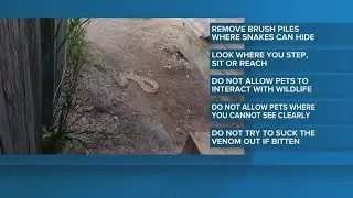 Pet owners beware: Tips to keep your furry friends safe from snakes