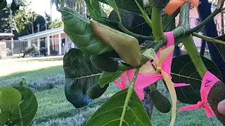 Jackfruit tagging for easier picking