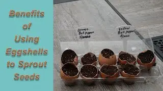 Benefits of Using Eggshells to Sprout Seeds (Part 1)