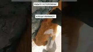 Клещи чуть не убили собаку! Осторожно мат😁