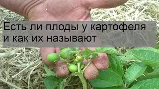 Есть ли плоды у картофеля и как их называют