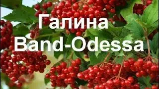 Галина - BAND ODESSA