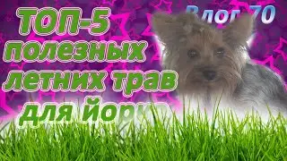 ТРАВА В РАЦИОНЕ ЙОРКА. Йорк ест траву. Какую траву можно йорку?