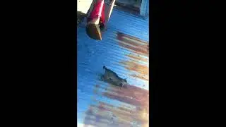 Just playing🐀🐱