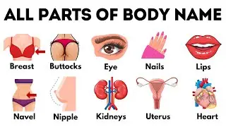 All Body Parts Name | Basic Parts of Body | Name of Body Parts in English with Pictures #bodyparts