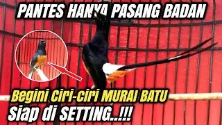 3 ciri burung MURAI BATU siap di SETTING‼️