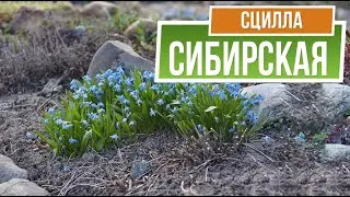 Правильная посадка луковичных ❦ Сцилла Сибирская