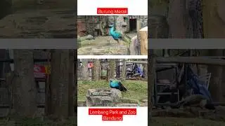 Burung Merak - Lembang park and zoo #burungmerak #burung #lembangparkandzoo