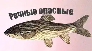 Самые опасные рыбы наших рек, после которых можно даже отравиться!