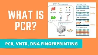 PCR, VNTR, Genomes, DNA Fingerprinting