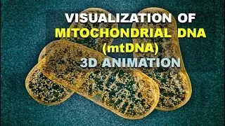 MITOCHONDRIAL DNA (mtDNA) ANALYSIS AND HOW DO SEGREGATE | (BETTER EXPLAINED!!)