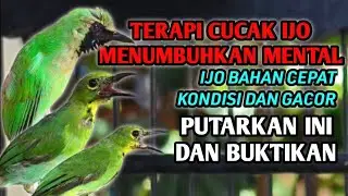 TERAPI CUCAK IJO BAHAN PALING AMPUH, SUARA KHAS CUCAK IJO MUDA HUTAN