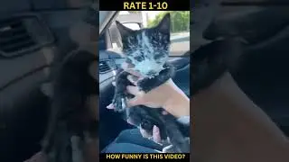 Funny Cat Videos Memes 