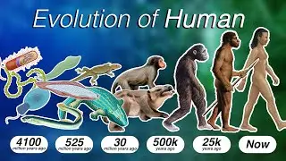 Evolution of Human / From The Origin of Life to Homo Sapiens