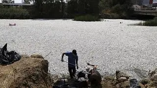 Tonnen stinkender toter Fisch: Griechische Behörden kündigen Hilfe an