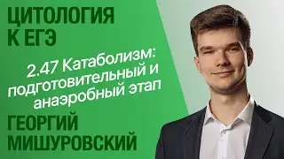 2.47. Катаболизм: подготовительный этап и гликолиз | Цитология к ЕГЭ | Георгий Мишуровский