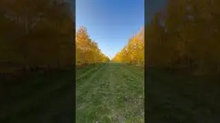 #autumn