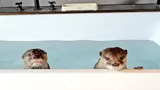 [Original Video] Adorable Otters Enjoying the Resort to the Fullest