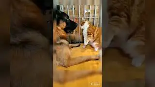 cats lovers