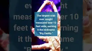 Fast Facts: Biggest Crab