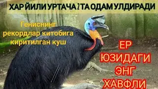 Мана Хакикий Дахшатли Куш Хайвонлар хакидa  