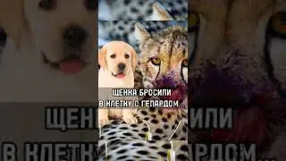 Щенка Бросили в Клетку с Гепардом...🥺 
