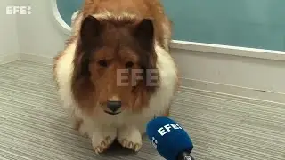 I was interviewed as a person who became a dog!