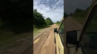 Caught in a Butterfly Storm While on Safari in Uganda